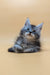 Adorable Maine Coon kitten with bright blue eyes sitting up cutely