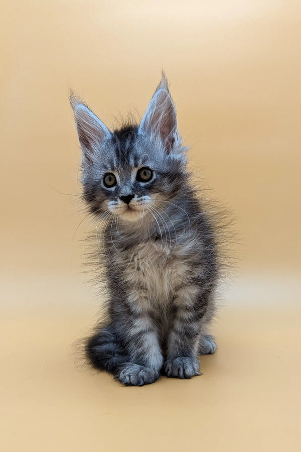 Cute gray tabby Maine Coon kitten with big ears and bright blue eyes