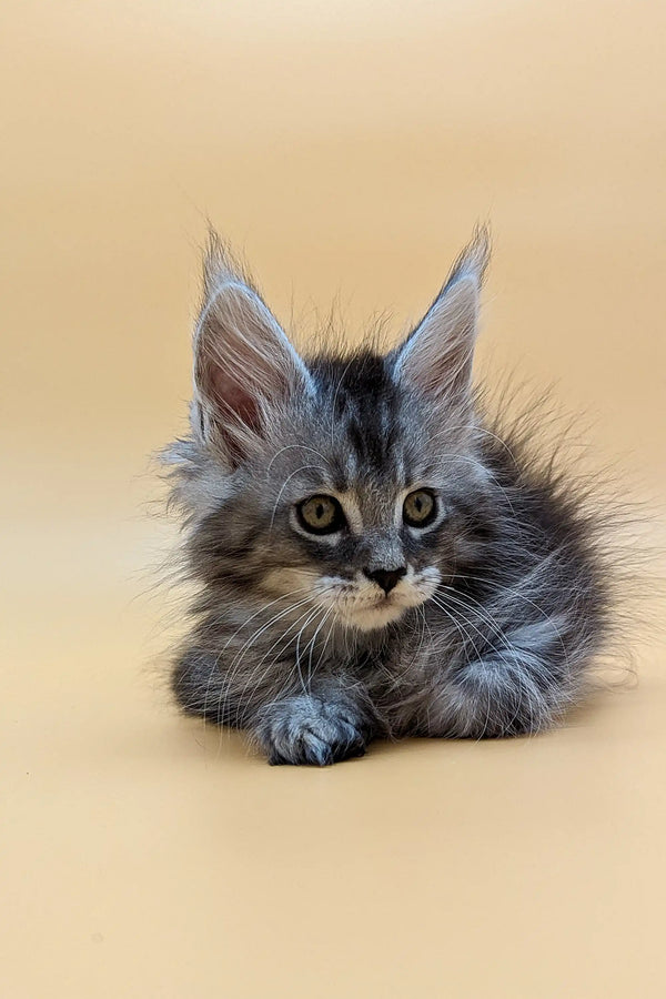 Fluffy gray Maine Coon kitten with pointed ears and alert eyes, perfect for cuddles