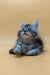 Fluffy gray Maine Coon kitten with bright blue eyes looking up adorably