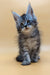 Adorable Maine Coon kitten with big blue eyes and fluffy gray fur