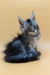 Fluffy gray Maine Coon kitten with bright blue eyes and tufted ears