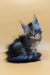 Fluffy gray Maine Coon kitten with big ears and bright eyes, perfect for cuddles