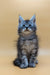 Gray tabby Maine Coon kitten with bright blue eyes sitting upright, super cute!