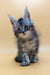 Adorable gray tabby Maine Coon kitten with fluffy fur and wide eyes for Vito