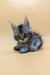 Gray and white fluffy Maine Coon kitten with pointed ears lounging cutely