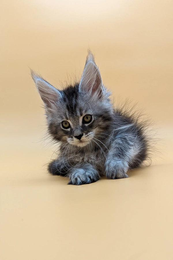 Gray and white fluffy Maine Coon kitten with pointed ears lounging cutely