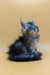 Fluffy gray Maine Coon kitten with blue eyes sitting cute and upright