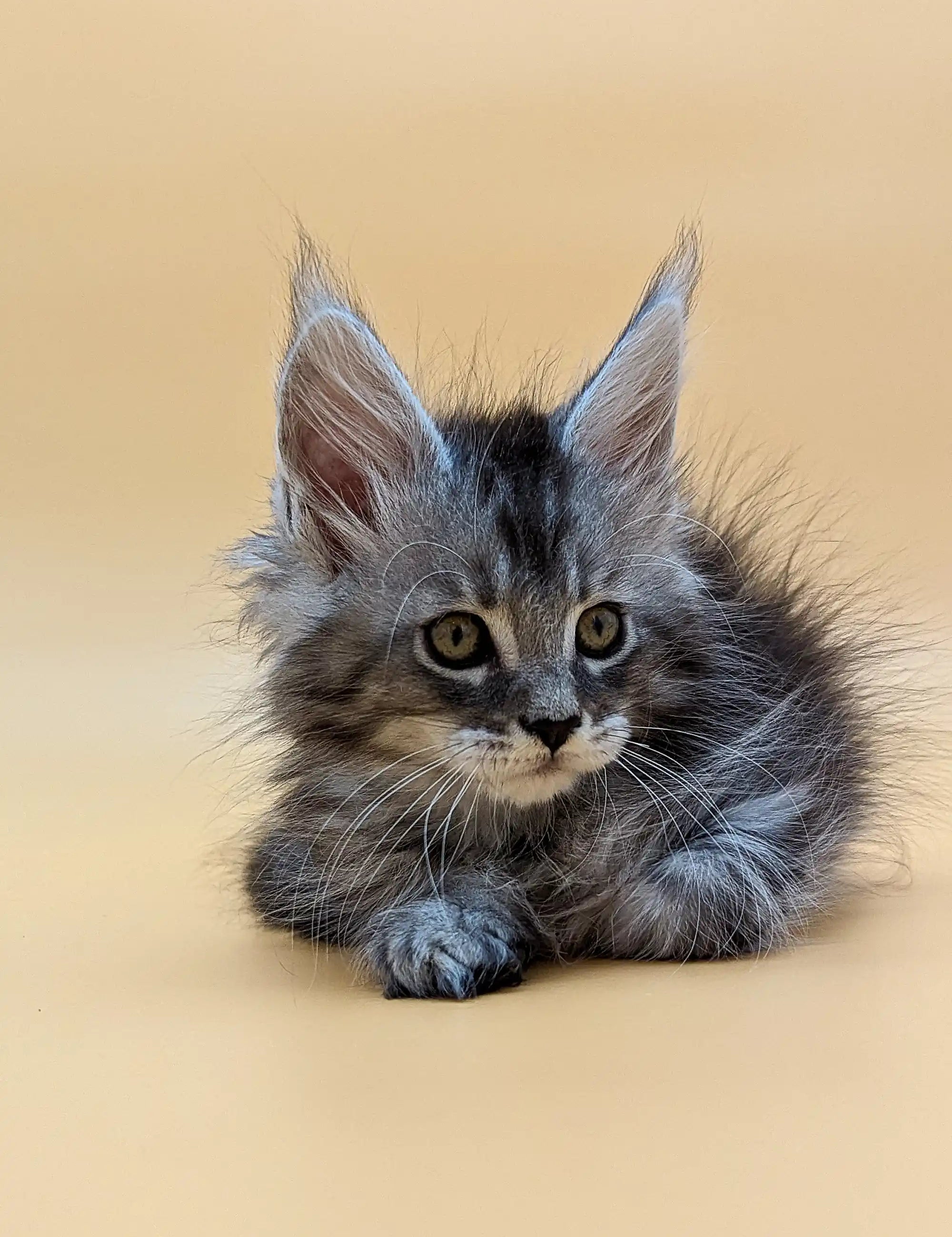 Maine Coon Kittens for Sale Vito | Kitten