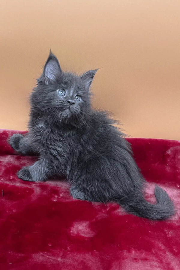 Viva | maine coon kitten