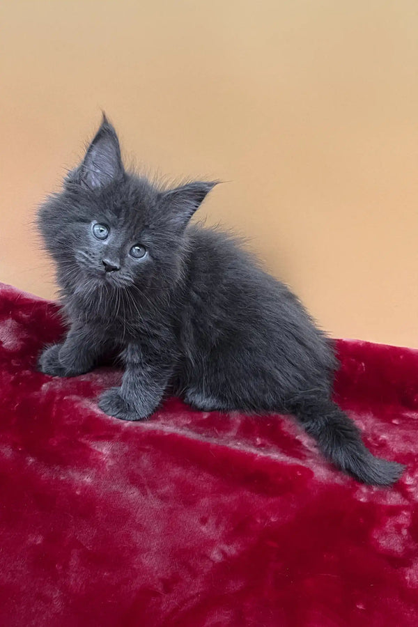 Viva | maine coon kitten