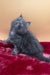Viva | maine coon kitten