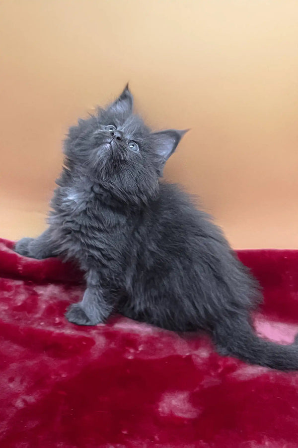 Viva | maine coon kitten