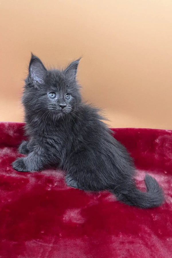 Viva | maine coon kitten