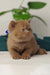 Vivaldi | british shorthair kitten