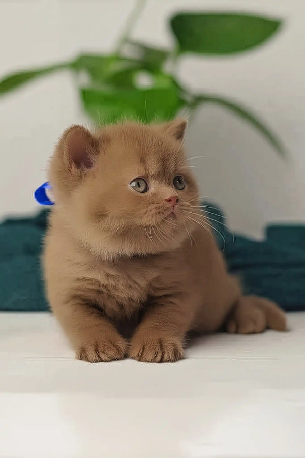 Vivaldi | british shorthair kitten