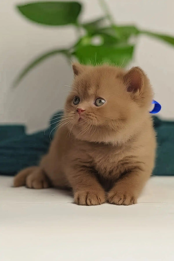 Vivaldi | british shorthair kitten