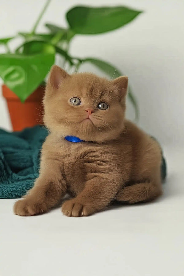 Vivaldi | british shorthair kitten