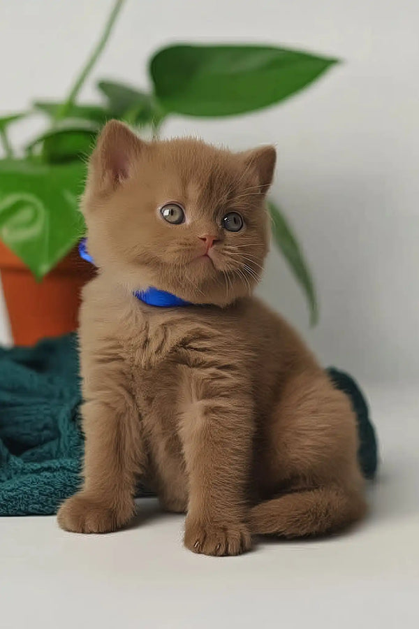 Vivaldi | british shorthair kitten