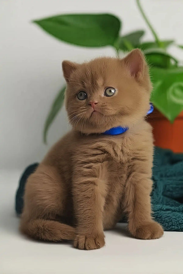 Vivaldi | british shorthair kitten