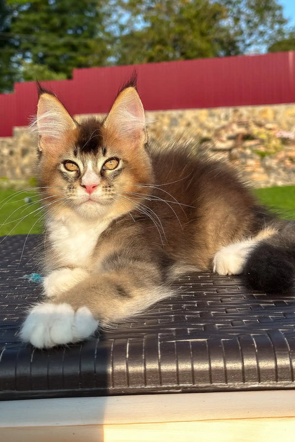 Vivaldi | golden maine coon kitten