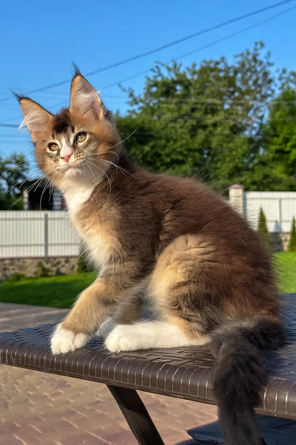 Vivaldi | golden maine coon kitten
