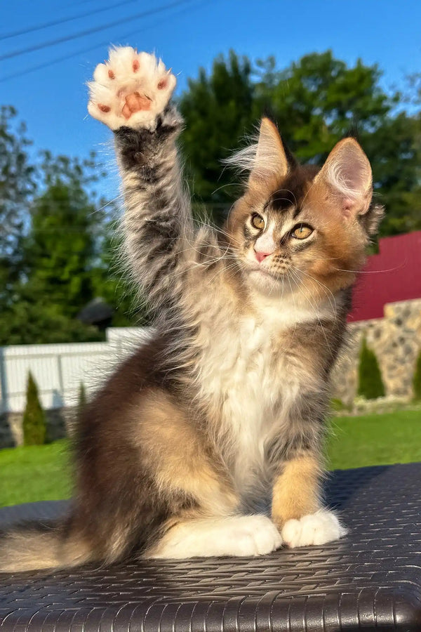 Vivaldi | golden maine coon kitten