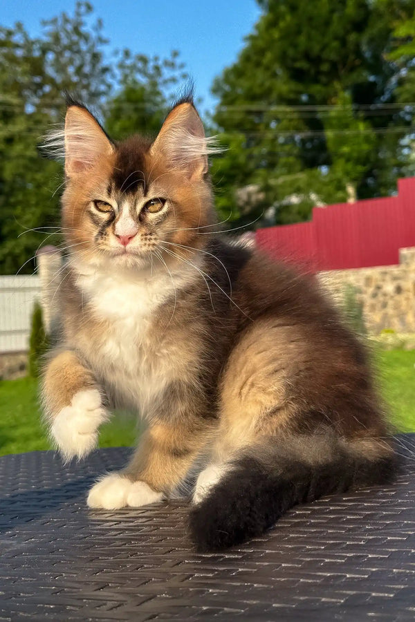 Vivaldi | golden maine coon kitten