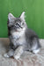 Vivien | maine coon kitten