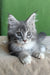 Vivien | maine coon kitten