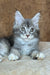 Vivien | maine coon kitten