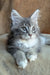 Vivien | maine coon kitten