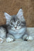 Vivien | maine coon kitten