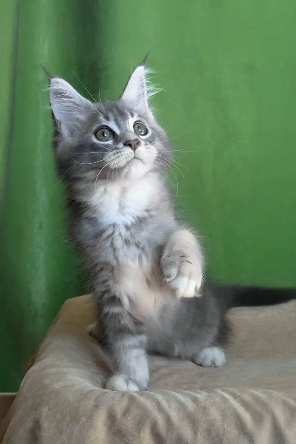 Vivien | maine coon kitten