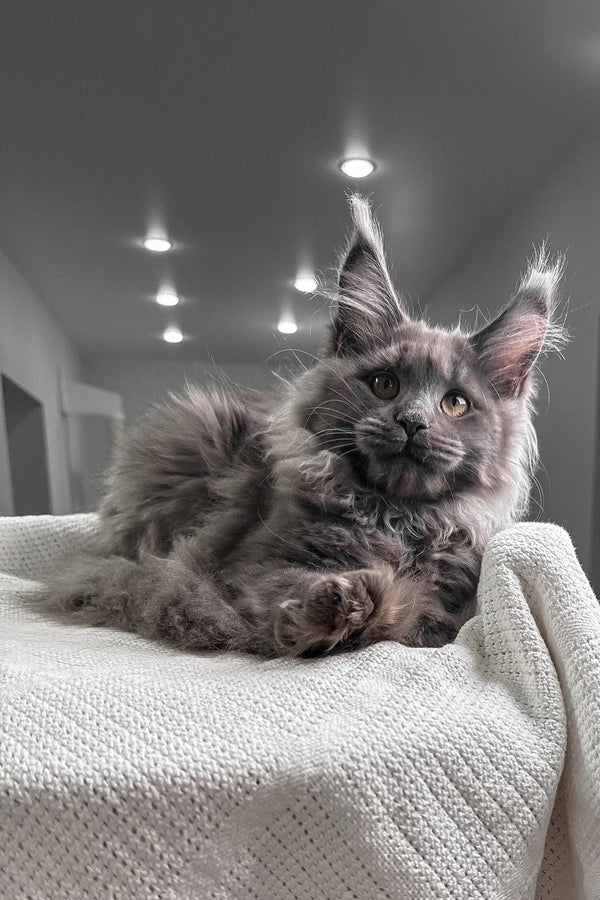 Fluffy gray Maine Coon cat from Vivien Maine Coon Kitten product line