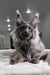 Gray Maine Coon cat showcasing the adorable Vivien Maine Coon Kitten product