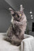 Gray Maine Coon cat from the Vivien Maine Coon Kitten collection