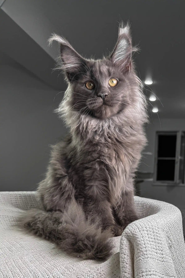 Gray Maine Coon cat featured in the Vivien Maine Coon Kitten product lineup