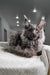 Gray Maine Coon cat product image for Vivien Maine Coon Kitten collection