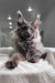 Adorable Gray Maine Coon cat featured in Vivien Maine Coon Kitten product