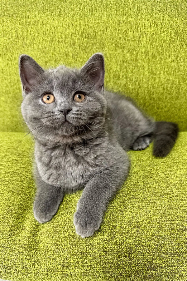 Gray British Shorthair cat with bright yellow eyes, perfect for Vivien, a Scottish Straight Kitten