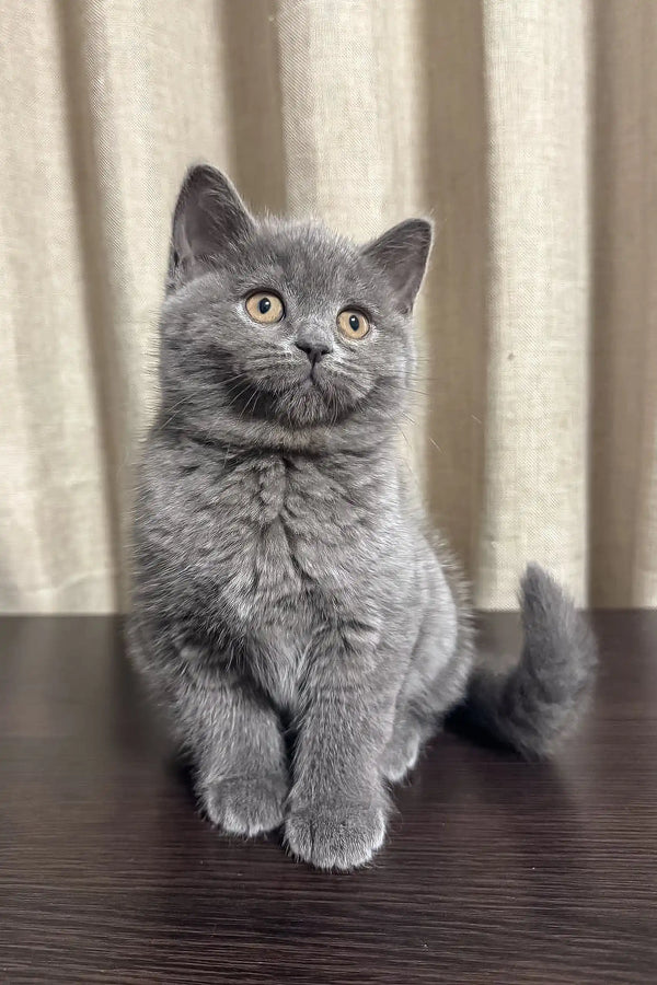 Cute Gray British Shorthair kitten with bright yellow eyes and fluffy fur for Vivien