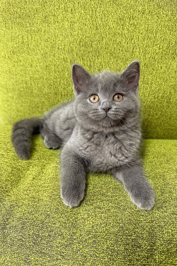 Gray British Shorthair cat lounging with bright yellow eyes in Vivien Scottish Straight Kitten