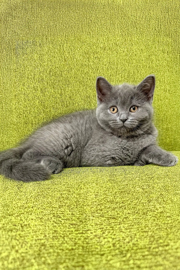 Gray British Shorthair cat lounging in the Vivien Scottish Straight Kitten product