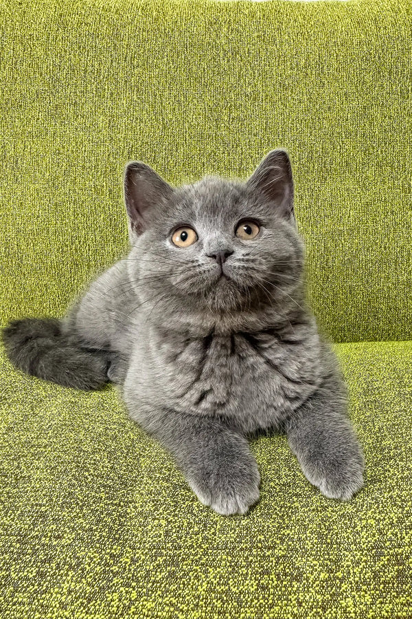Gray British Shorthair cat lounging with paws out, perfect for Vivien, the Scottish Straight