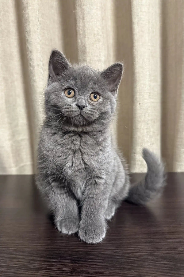 Gray British Shorthair kitten with bright yellow eyes in Vivien Scottish Straight Kitten