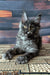 Vivienne | maine coon kitten