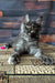 Vivienne | maine coon kitten