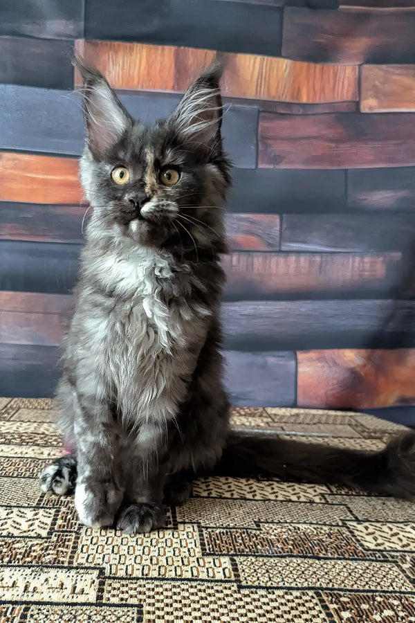 Vivienne | maine coon kitten
