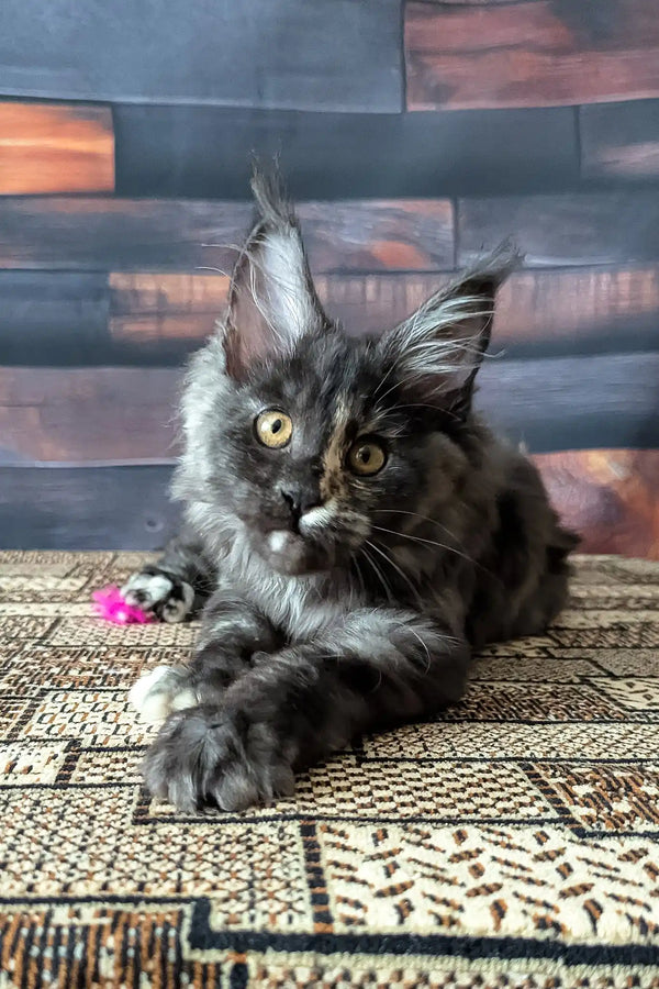 Vivienne | maine coon kitten